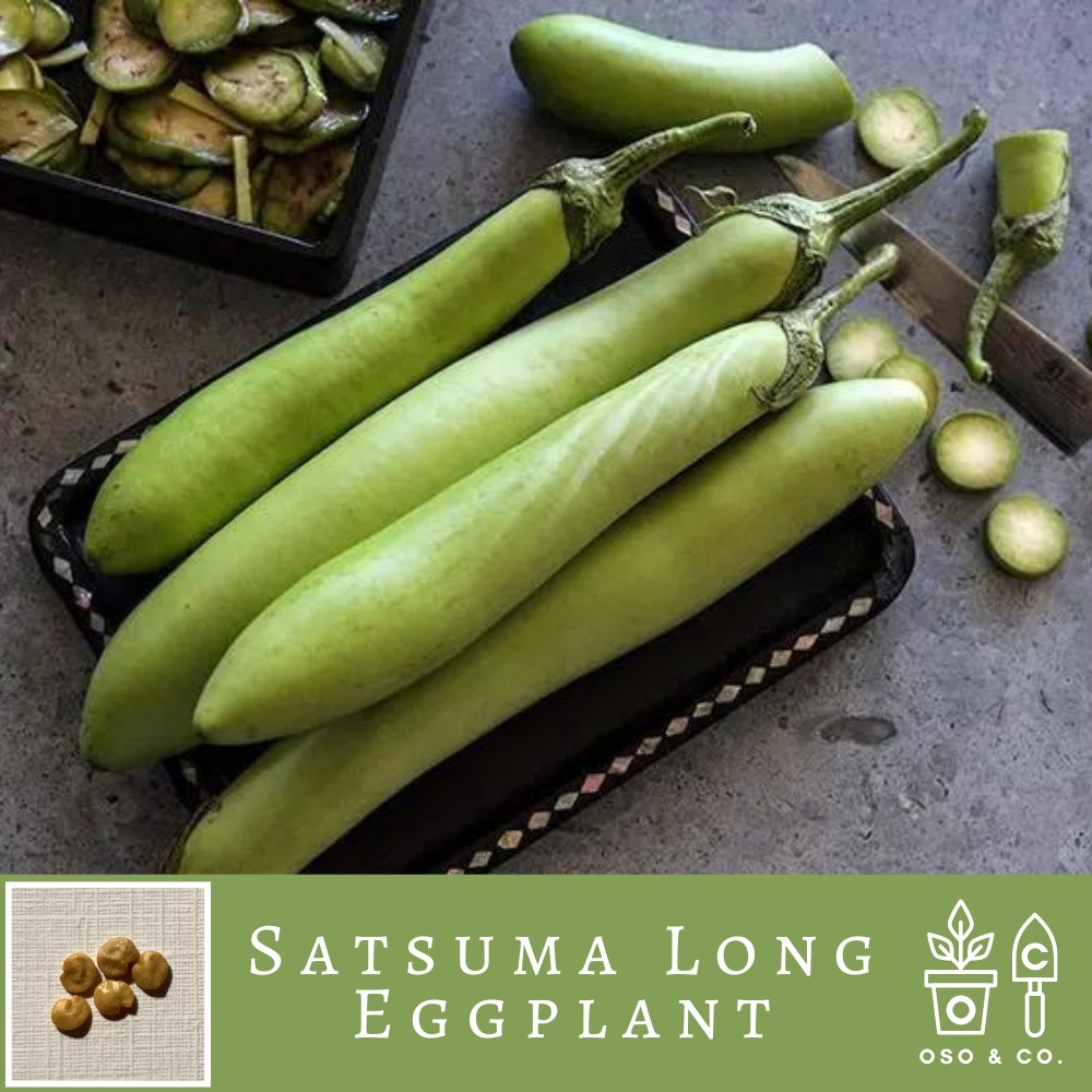 Japanese Satsuma Long Eggplant Solanum melongena Seeds (Oso & Co