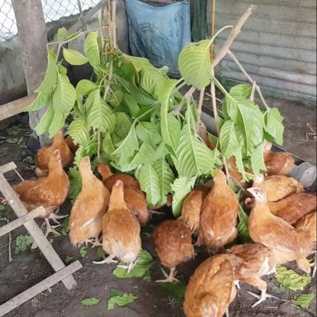 Madre de Agua bulb and trunk Cuttings Shopee Philippines