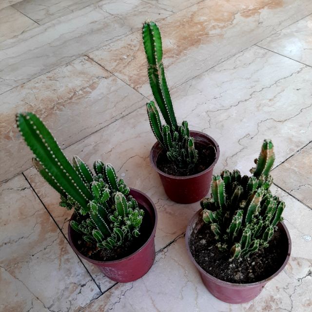 Most Expensive Plant In The Philippines is rated the best in 05/2024