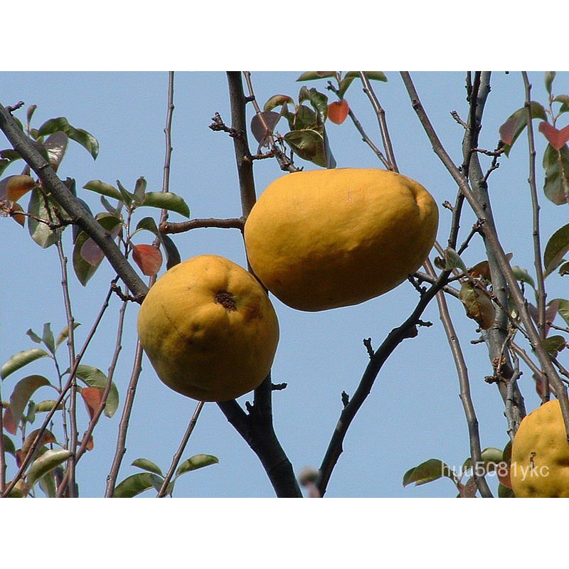 flower seeds 20 CHINESE QUINCE FRUIT TREE Chaenomeles Sinensis Fruit