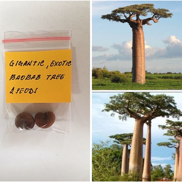 Gigantic, Exotic Baobab Tree Seeds Shopee Philippines
