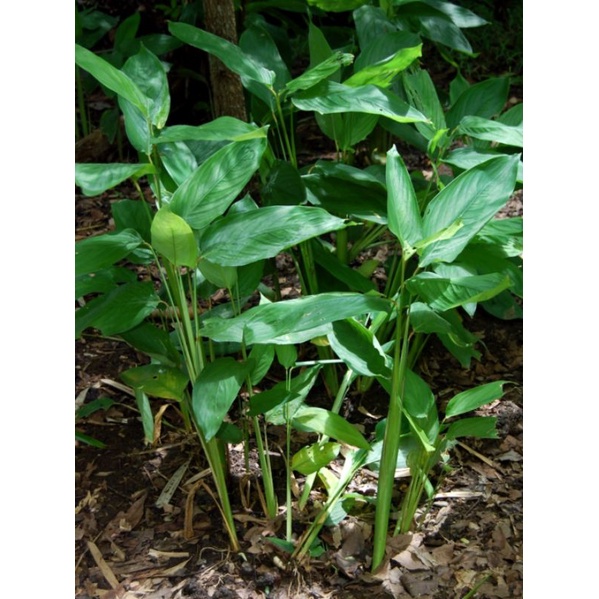 DLR Calathea ArrowRoot (Uraro) Edible Bulb Shopee Philippines