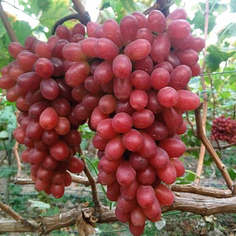 Grape Seedlings Fruit Sapling Pot Field Cultivation Grape Sapling Sweet