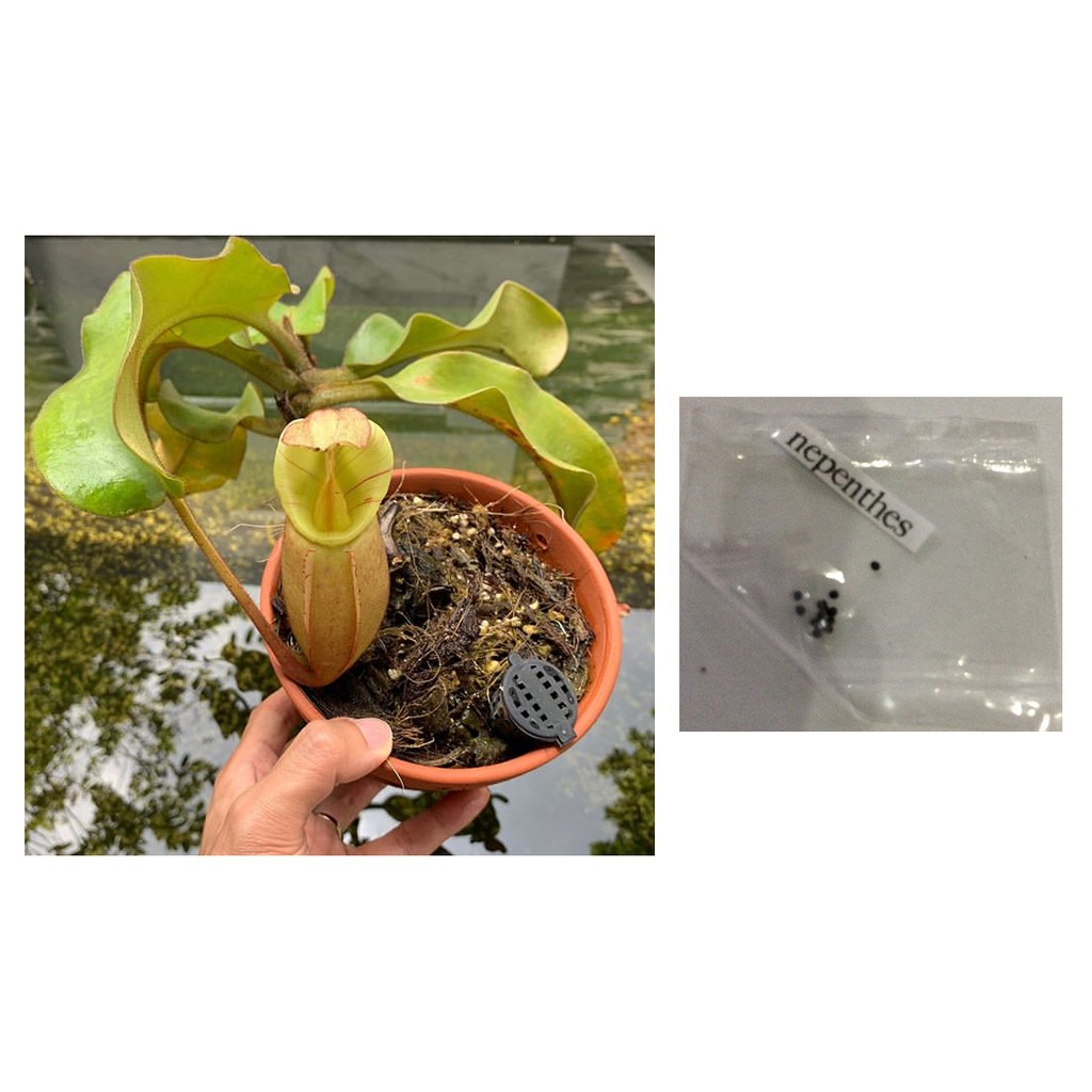 nepenthes carnivorous pitcher plant seeds Shopee Philippines