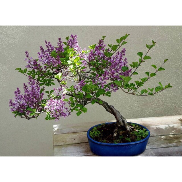 Japanese Wisteria Bonsai Seeds boekennieuws