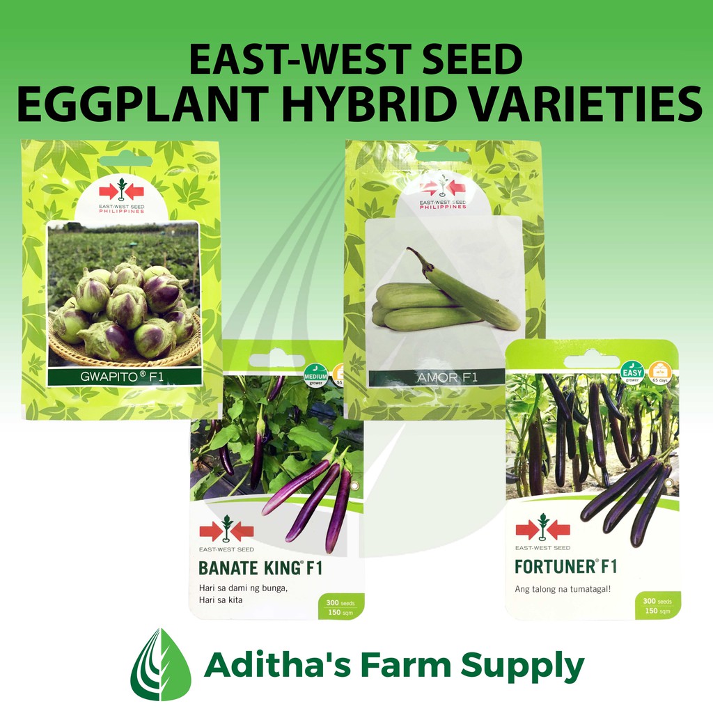 EastWest Seed Eggplant/Talong Hybrid Varieties (Calixto, Amor