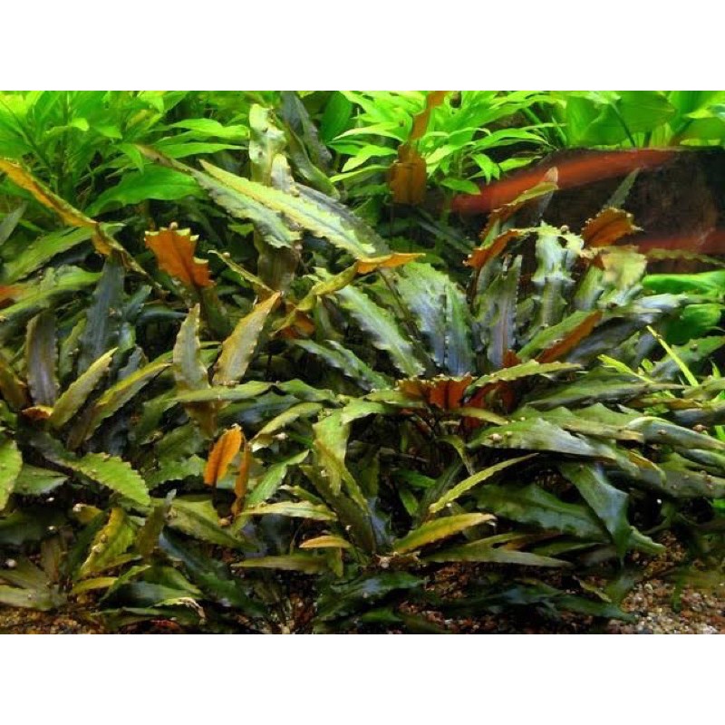 Cryptocoryne Weindtii Aquatic Plants for Aquarium Aquascape Shopee