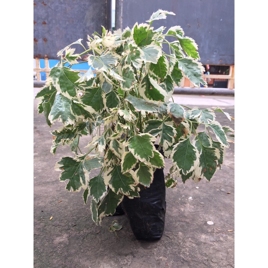 Variegated Papua Kalipay Plant Shopee Philippines