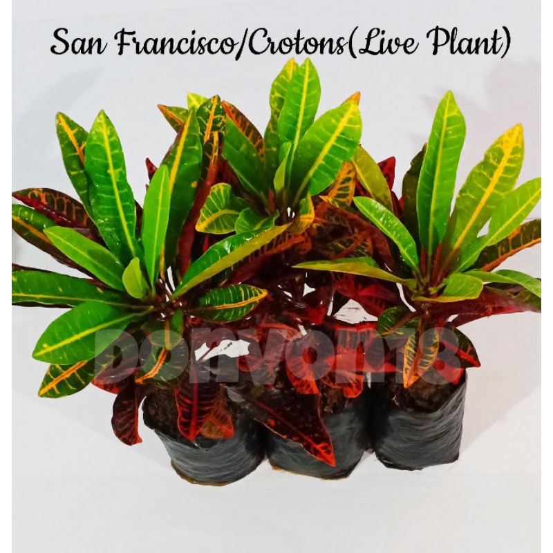 Croton Plant San Francisco(rooted) Shopee Philippines