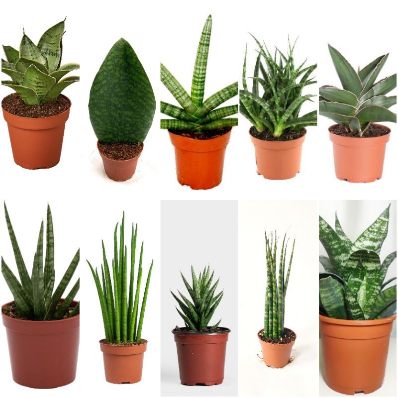 Sansevieria Live Rare Snake Plant Varieties with FREE POT Shopee