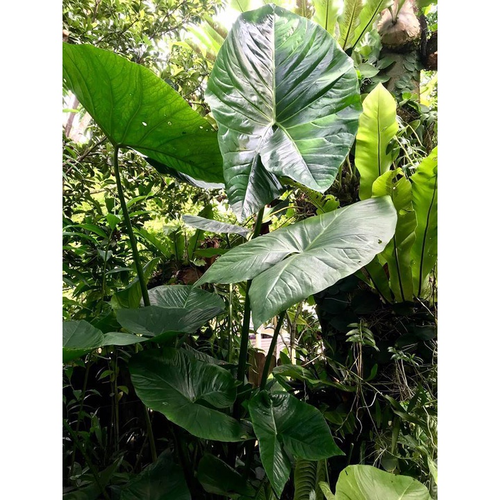 Giant swamp taro bulb/ Cyrtosperma merkusii bulb Shopee Philippines