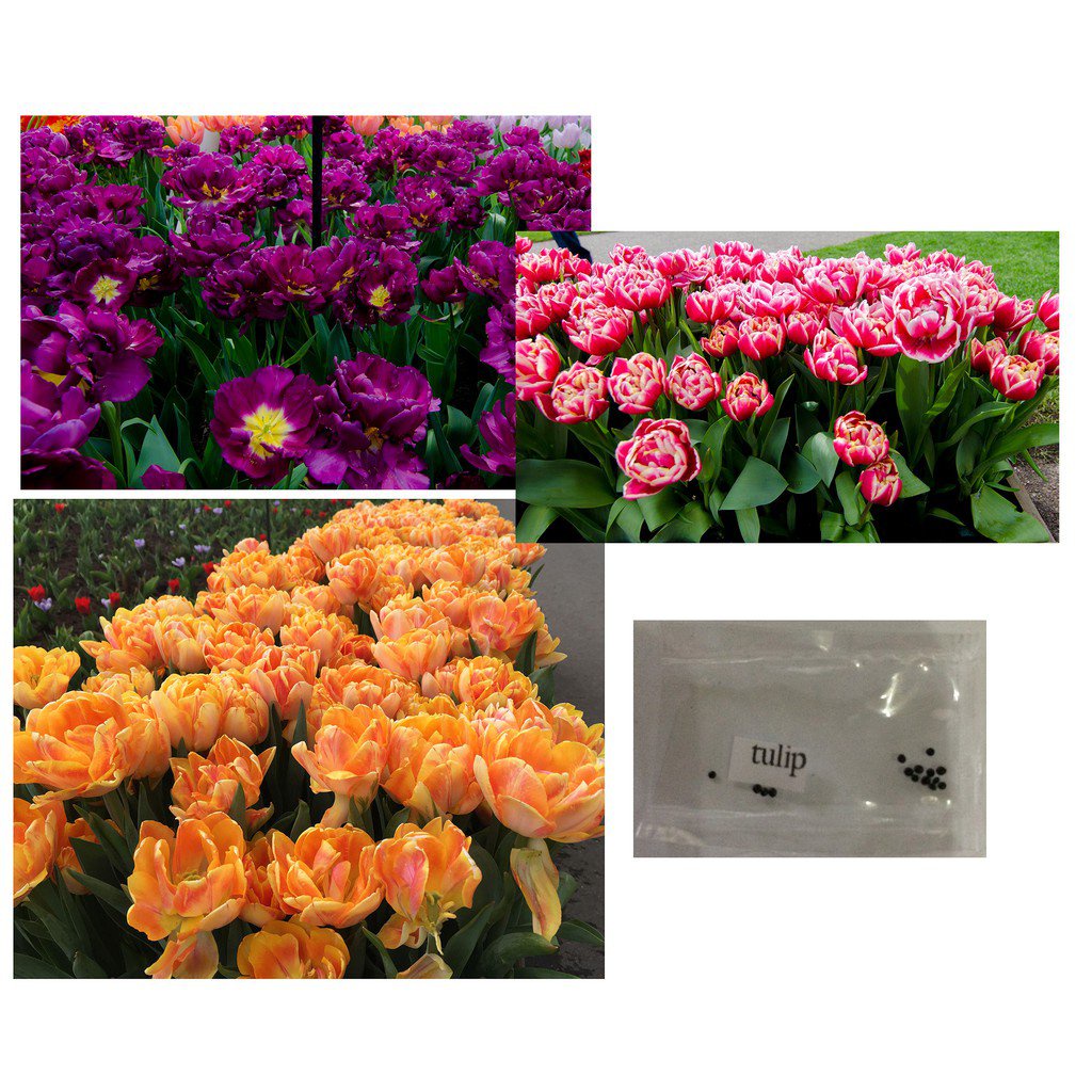 Mixed Seeds Double petal tulip flower seeds assorted colors rare