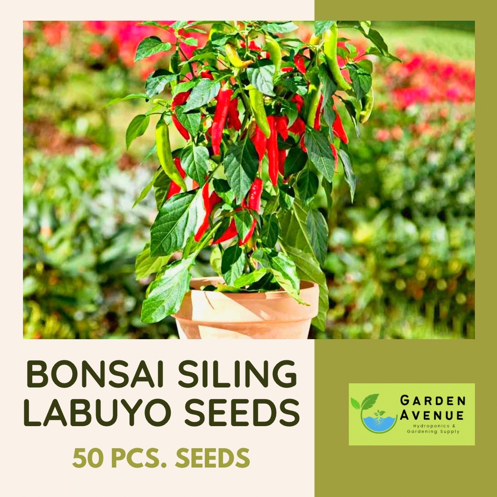 BONSAI SILING LABUYO SEEDS (50pcs seeds) For Container/Pot Gardening