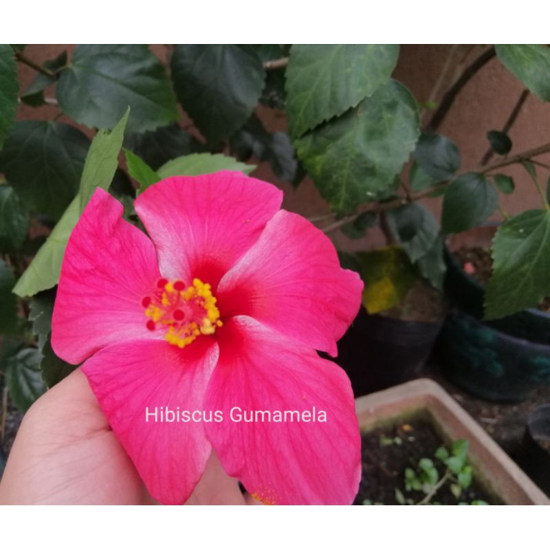 Hibiscus gumamela Flower seed (10 seeds) Shopee Philippines