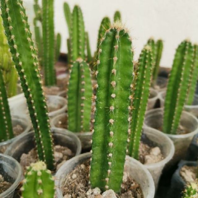 Barbedwire Cactus (Acanthocereus tetragonus) Shopee Philippines