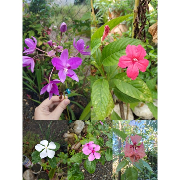 ORNAMENTAL PLANTS LIVE PLANT Shopee Philippines