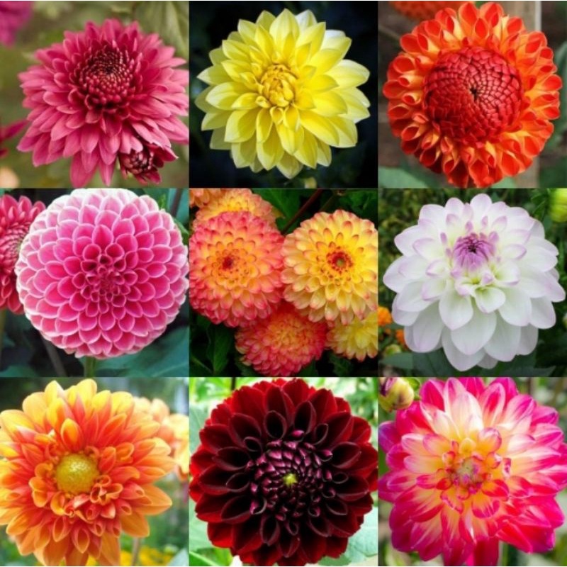 Dahlia Mixed Seeds (5pcs) Shopee Philippines