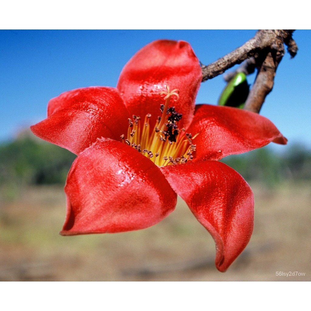 Guaranteed germination rate Red Silk Cotton Tree Bombax ceiba 10 Seeds