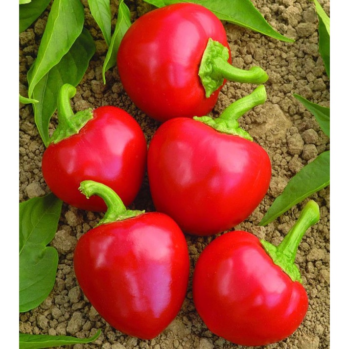 Cherry Bomb Pepper Seeds Shopee Philippines
