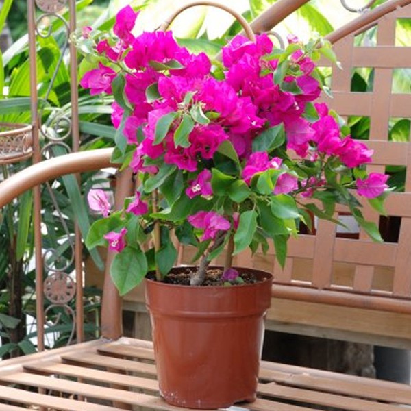 bougainvillea bougainvilla bonsai mix flower seeds Shopee Philippines