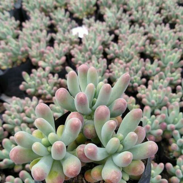 Banana succulent Shopee Philippines