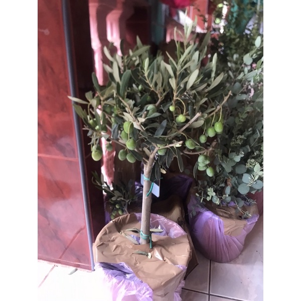 olive tree fruit bearing Shopee Philippines