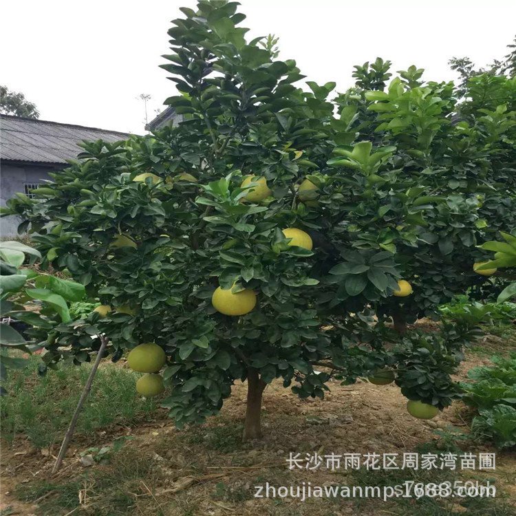 Base Wholesale High Quality Fragrance Citrus Maxima Tree Pomelo