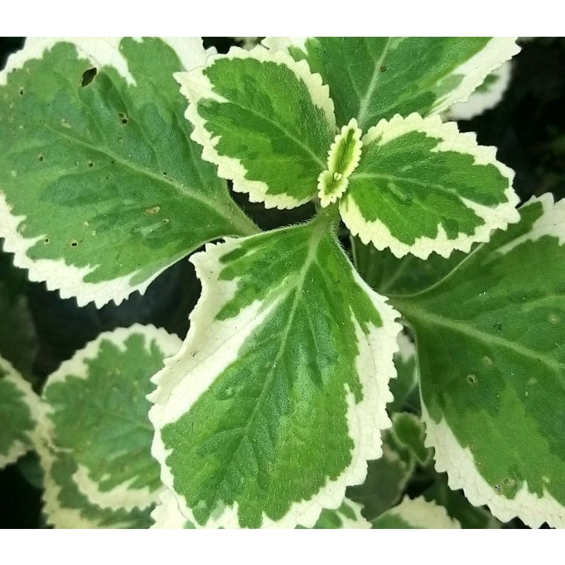 Variegated Cuban Oregano Plectranthus amboinicus 'variegatus' Shopee