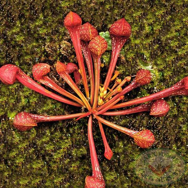 Carnivorous Plant Seed Sarracenia Psittacina Seeds Shopee Philippines