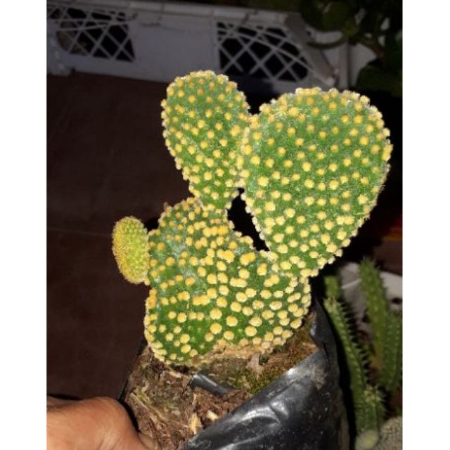 BUNNY EARS/MICKEY MOUSE CACTUS (yellow) Shopee Philippines