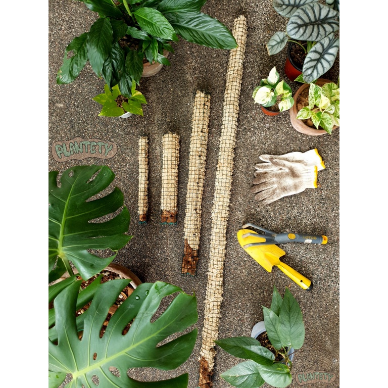 Moss Pole Plant Pole Pure Dry Sphagnum Moss with Coco Cubes made with