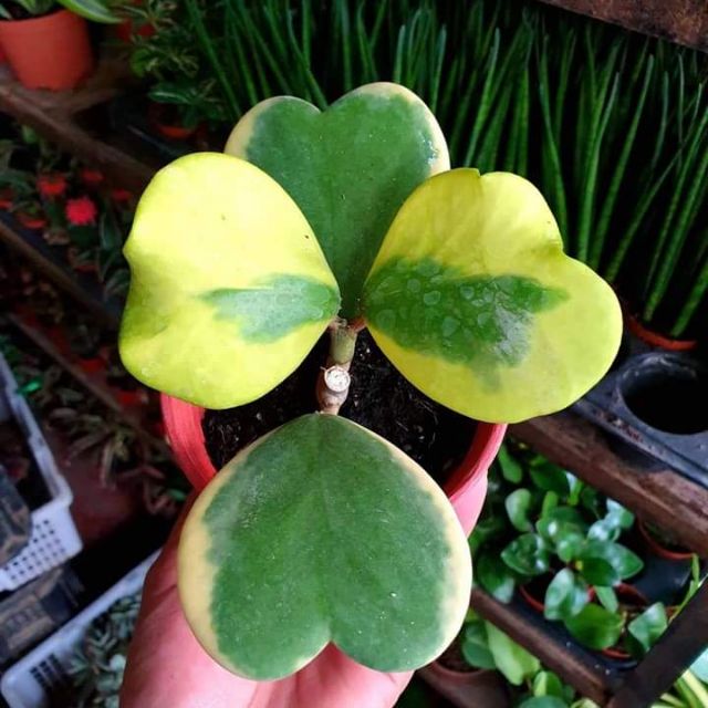 Variegated Hoya (Heart Shape plants) Shopee Philippines