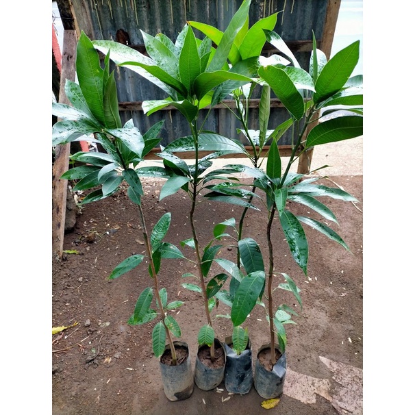 Grafted Mango Seedling (Paho Variety) Shopee Philippines