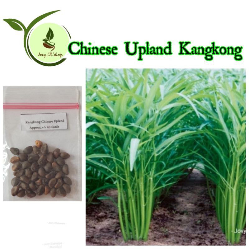 Kangkong Chinese Upland 40 seeds Shopee Philippines