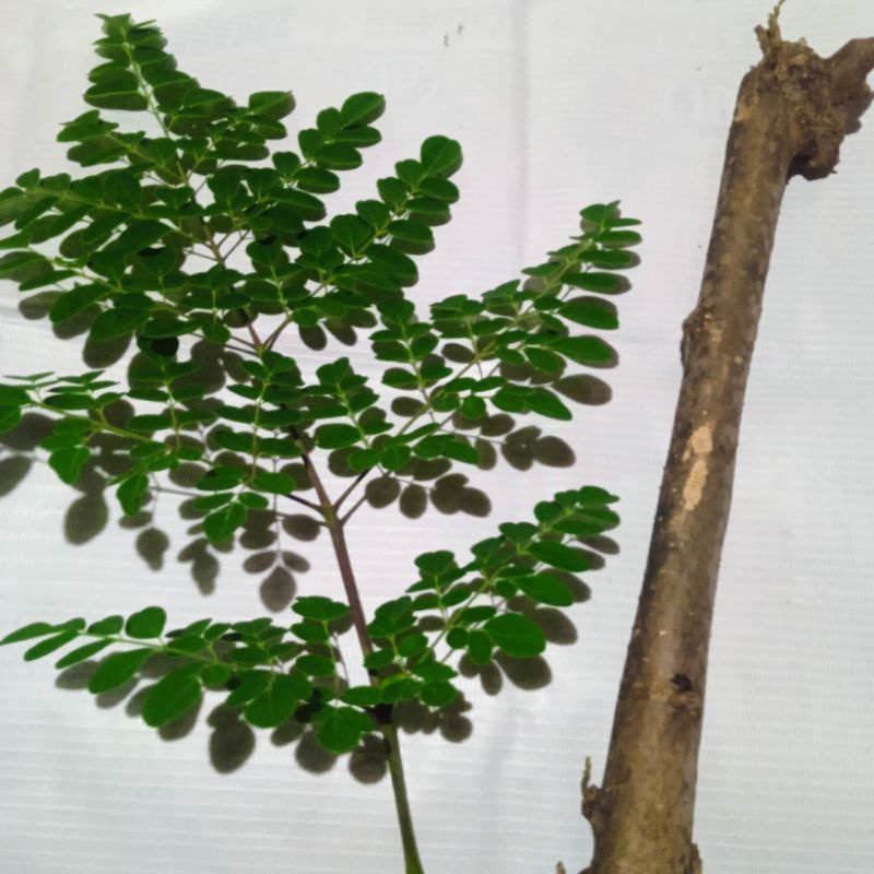 Malunggay / Moringa cut stem for planting (10 pcs) Shopee Philippines