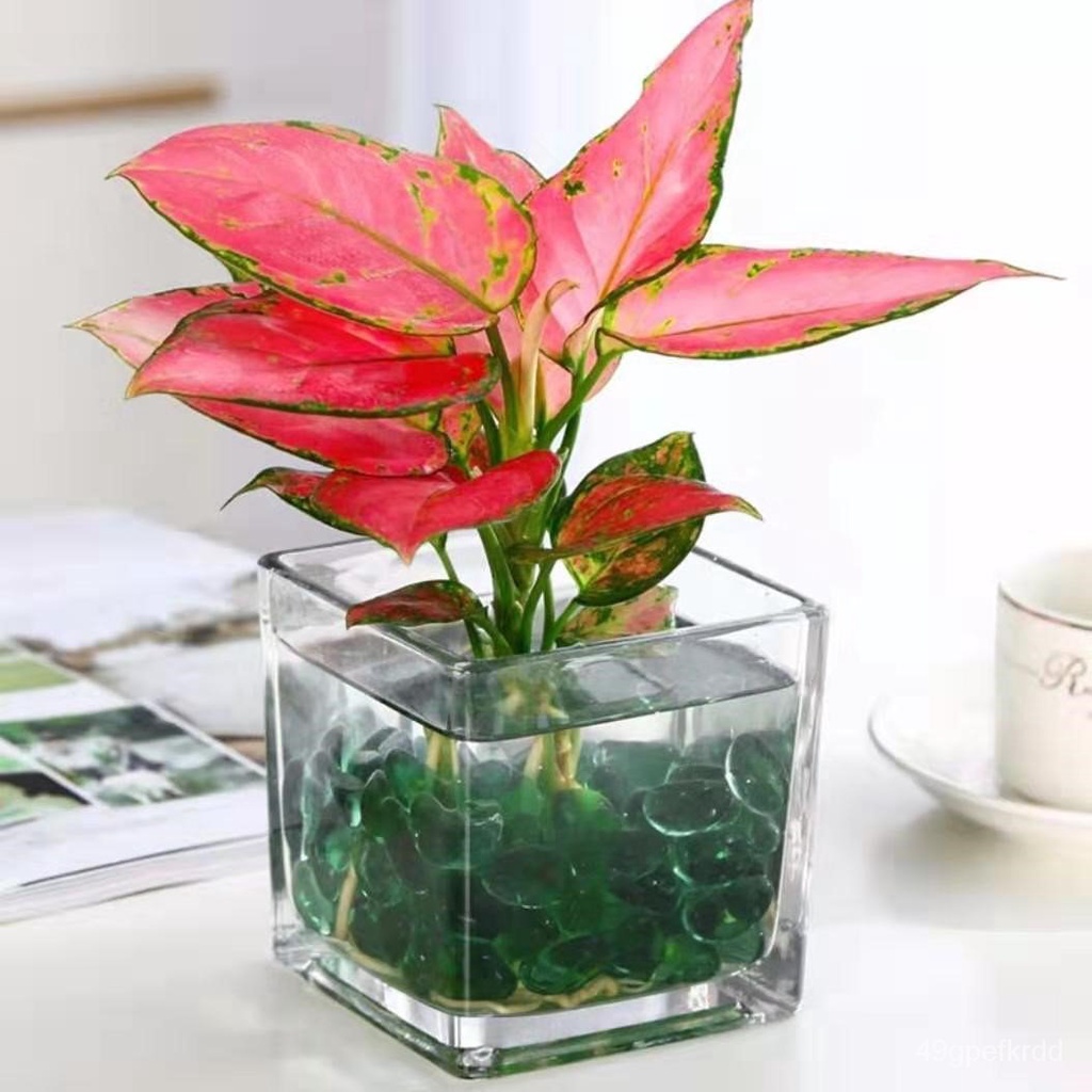 Lucky Red Ruyi Queen Indoor Potted Flower Pachira Macrocarpa Green