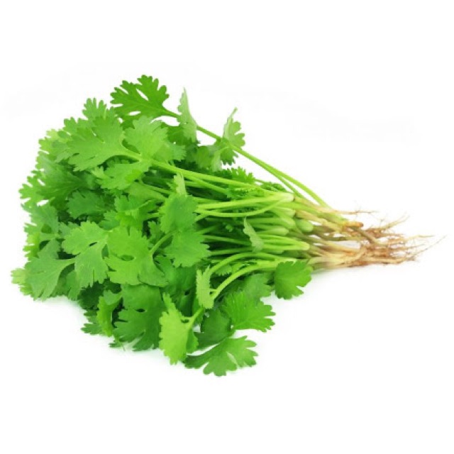 Kinchay cilantro chinese parsley herb seeds Shopee Philippines