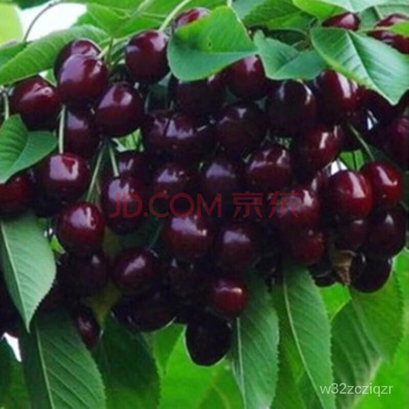Authentic Large Cherry Cherry Tree Seedlings Grafting Cherry Seedlings