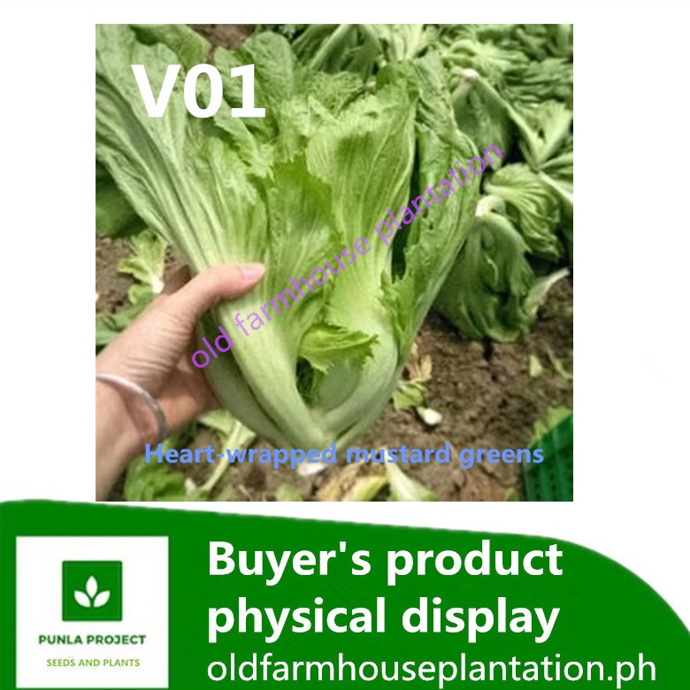 1000 SEEDS MUSTARD MUSTASA TAGALOG (NATIVE) SUPER SULIT VEGETABLE SEED PACK Shopee Philippines