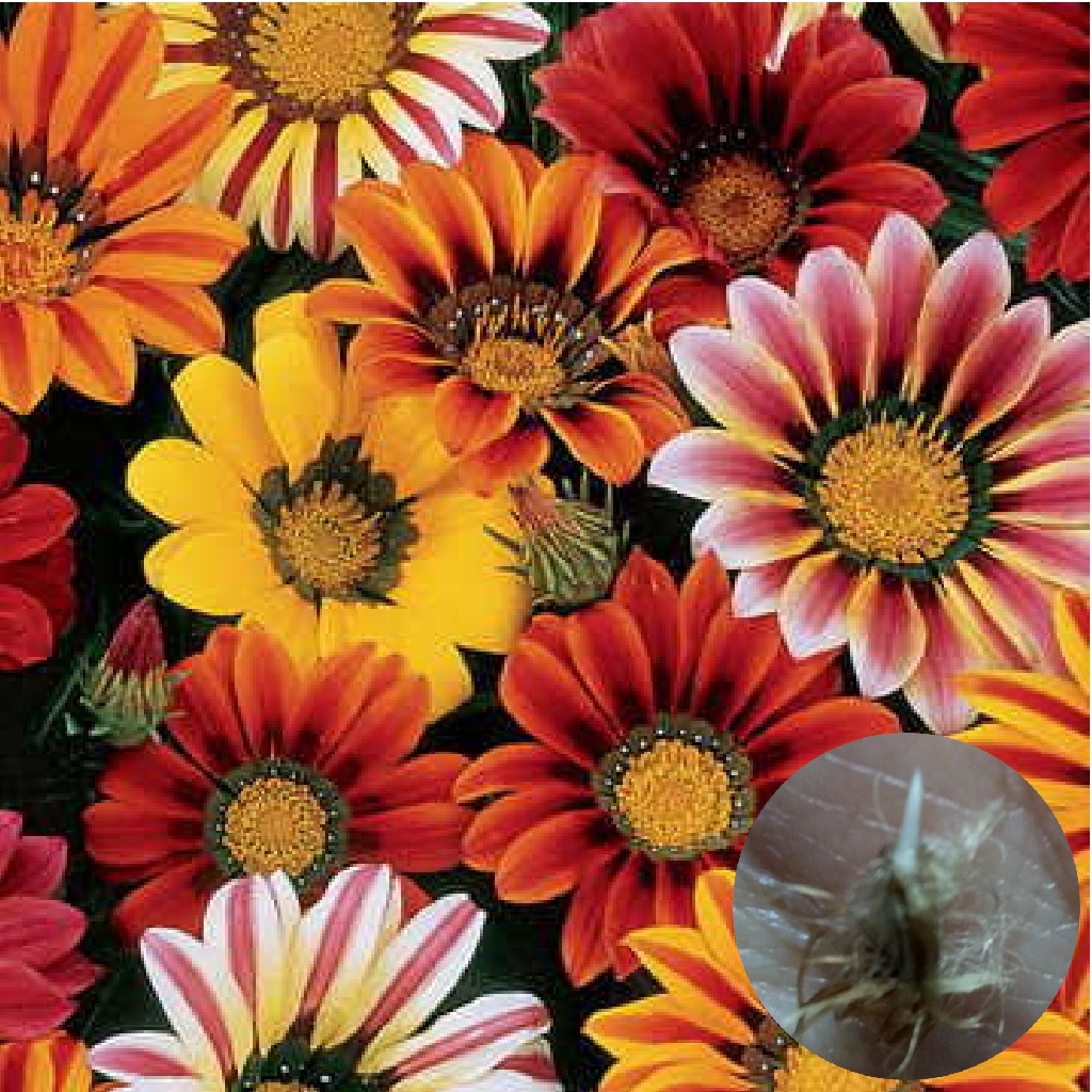 Treasure Flower Tall Flower Seeds (Mixed Colors) 10 Seeds Shopee