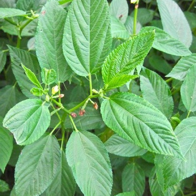 Jute Leaves (Egyptian Spinach) Benefits Low Carb Africa, 44 OFF