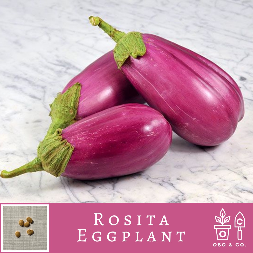 Rosita Eggplant Solanum melongena Seeds (Oso & Co. Heirloom Seed