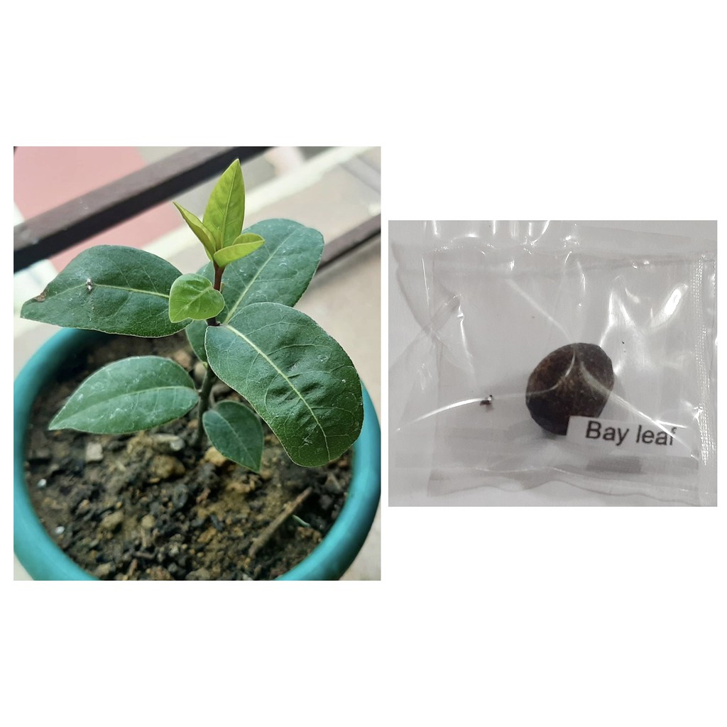 bay leaf seeds laurel plant bayleaf Shopee Philippines