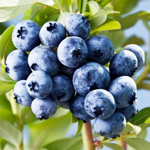 50pcs Top Hat Dwarf Lowbush Blueberry Plant Seeds Organic FruitFruit seeds Shopee Philippines
