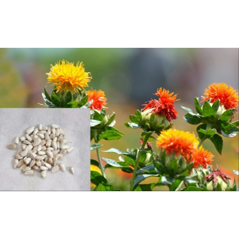 Safflower Seeds only Shopee Philippines