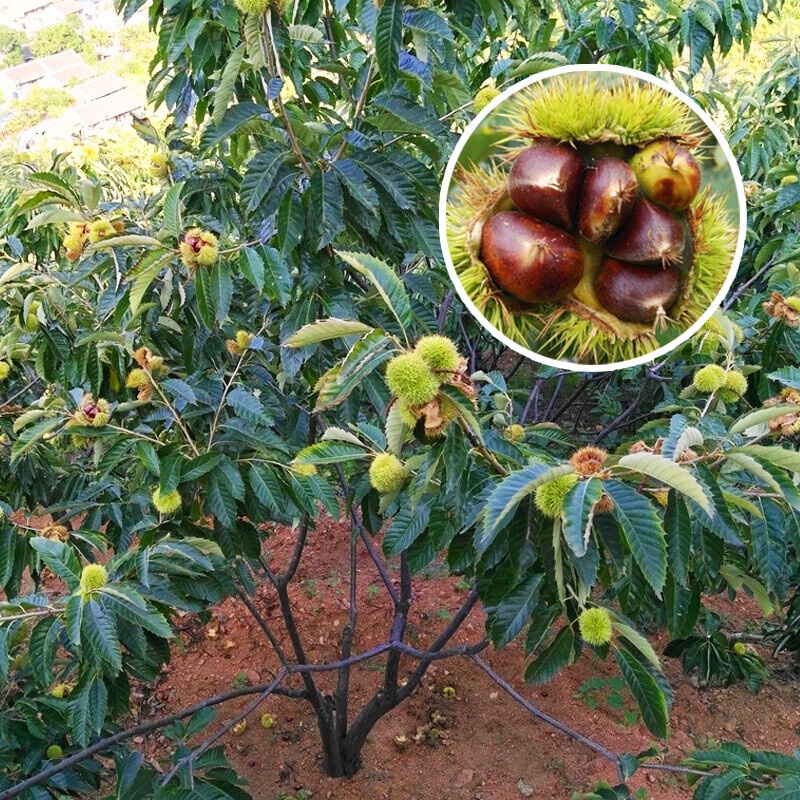 Overflowing Chestnut Seedlings Chestnut seedlings Chestnut Seedlings