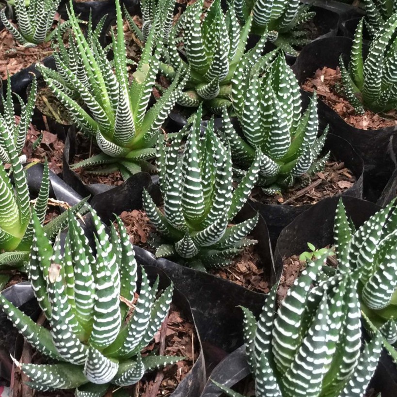 haworthia zebra succulent aloe plant seedling Shopee