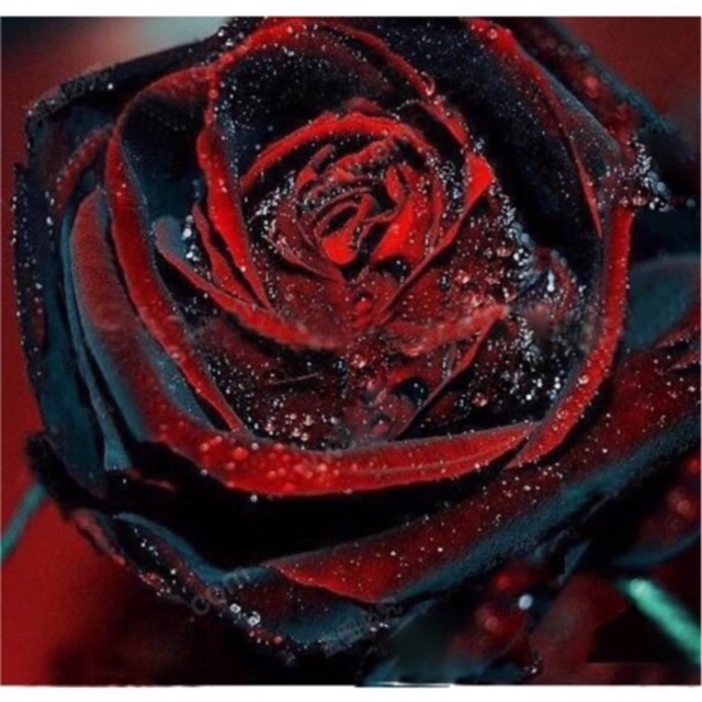 Black Rose Flower Pictures Best Flower Site