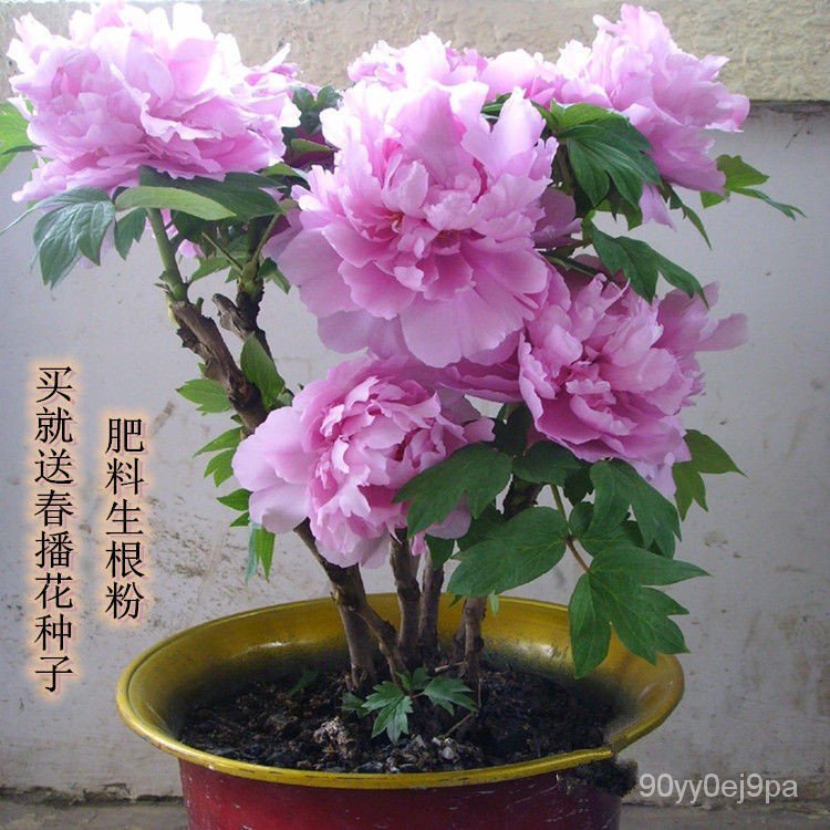 Delivery with Buds2020Emerging Seedlings Peony Seedling Pot Indoor