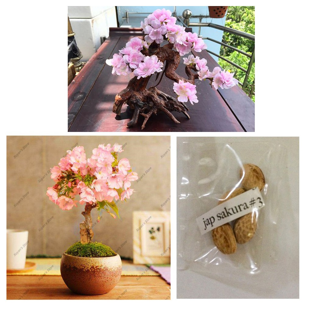 japanese sakura cherry blossom flower tree seeds Shopee Philippines